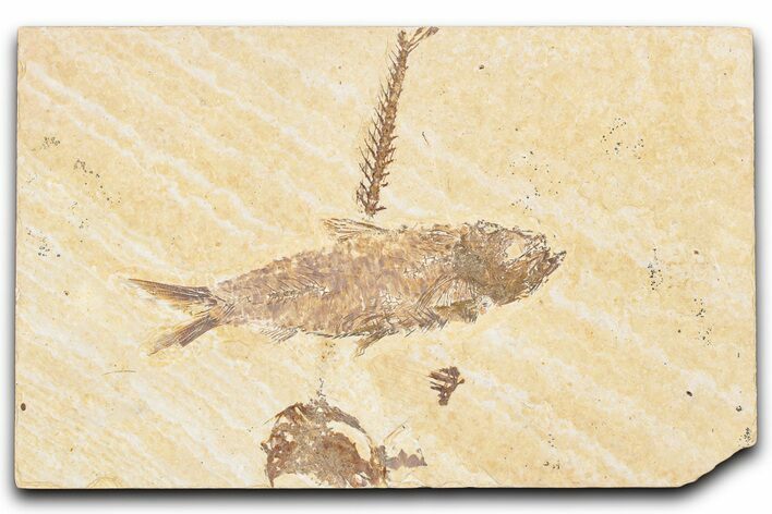 Detailed Fossil Fish (Knightia) - Wyoming #357556